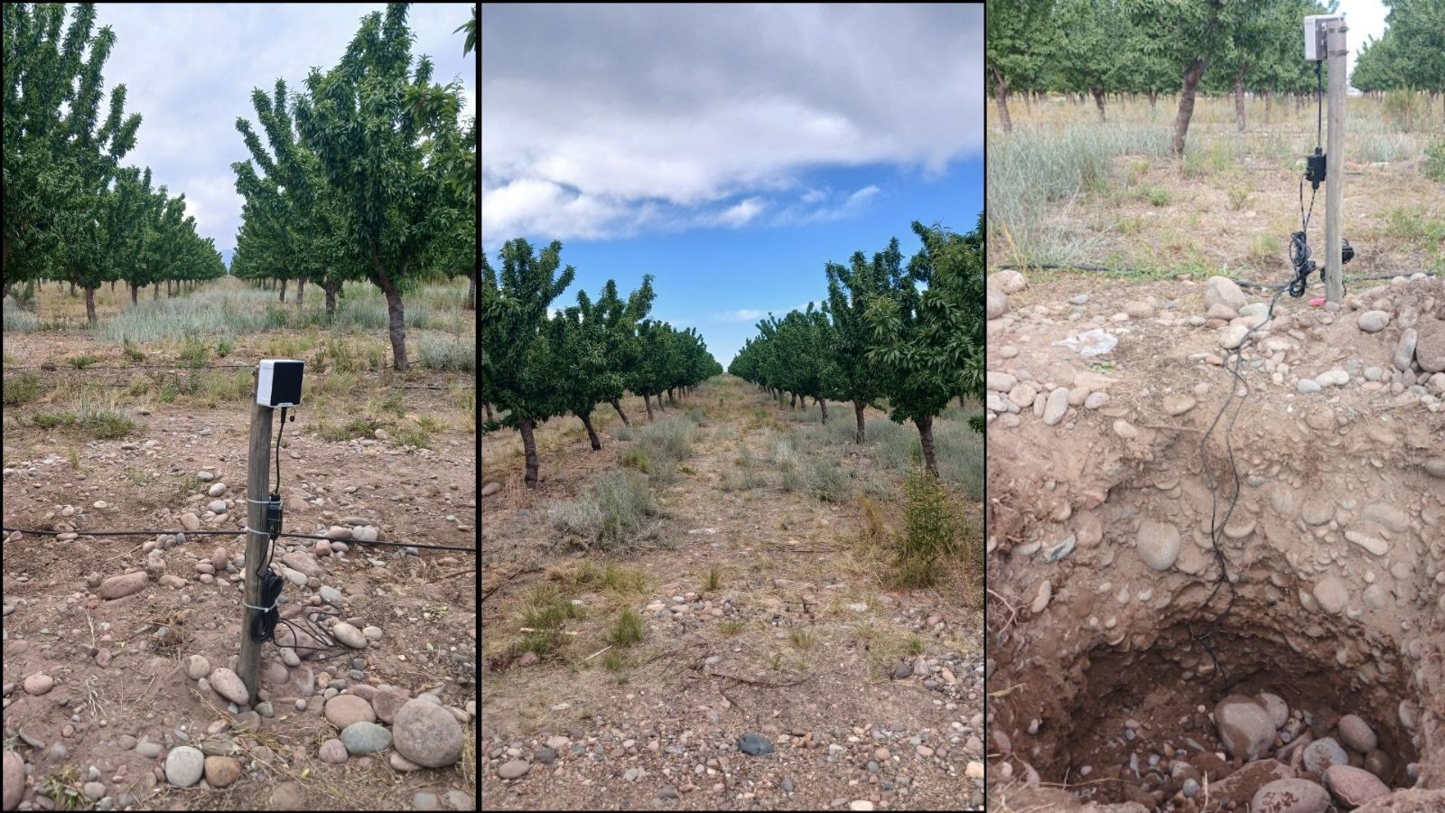 220 ha de almendros en Barrancas, Maipú