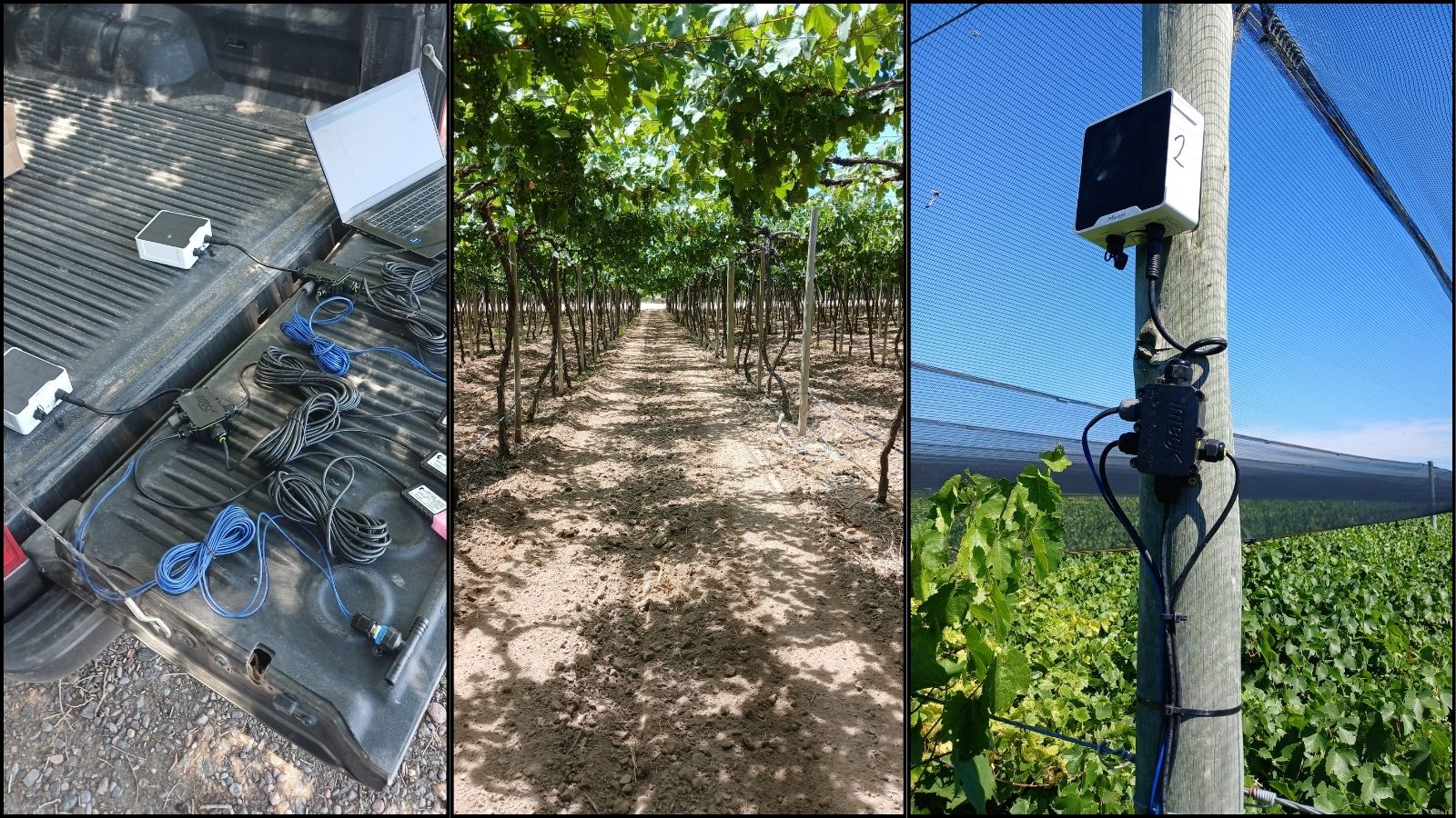 70 ha de viñedos en Mendoza