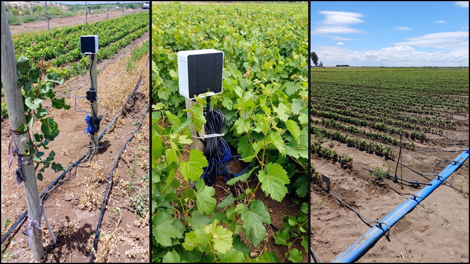 Vivero de vid y pistachos en Mendoza